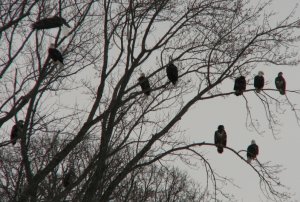 Bald Eagles