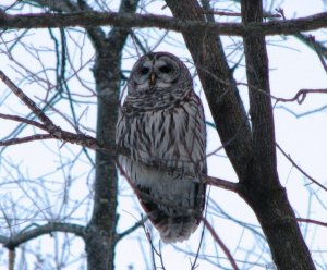 Barred Owl