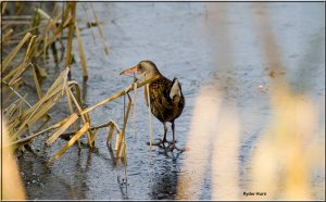 Through the reeds lies Beauty