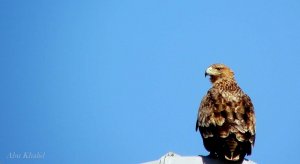 Imperial Eagle