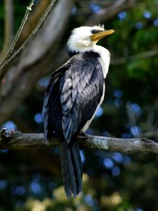 Little Pied Cormorant