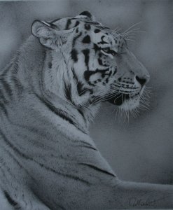 siberian tigress