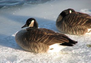 Geese on ice