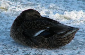 Cold Duck