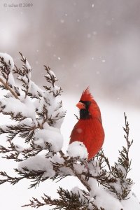 Northern Cardinal (m)