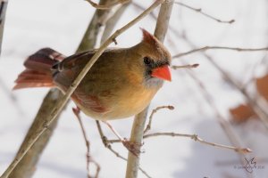 Northern Cardinal (f)