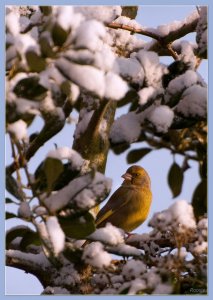 Greenfinch found a bit of warm sun