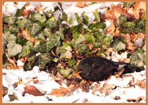 Black bird found something to eat