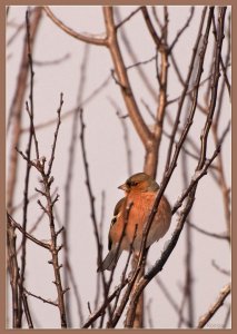 Chaffinch