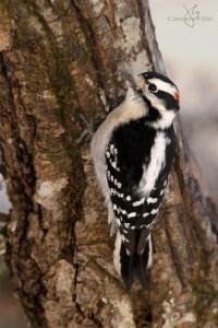 Downy Woodpecker (m)