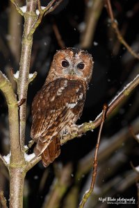 Tawny Owl in snow shower