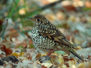 White's Thrush