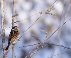 Male Reed Bunting