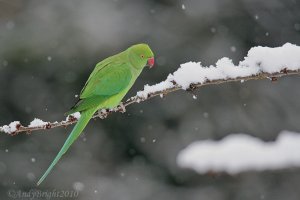 Parakeet in the snow
