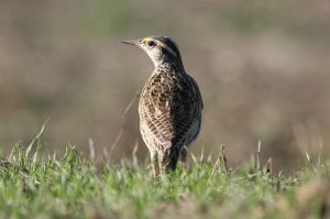 Western Meadowlark