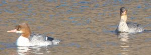 Females Common and Red-breasted Mergansers compared.