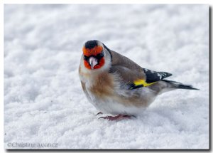 Goldfinch