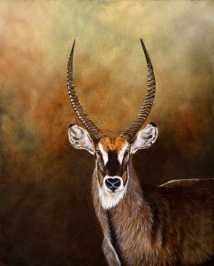 Waterbuck