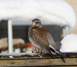 Fieldfare