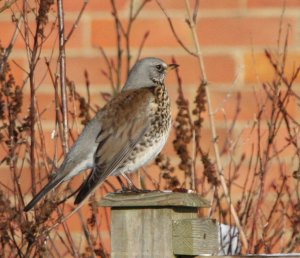 Fieldfare (3)