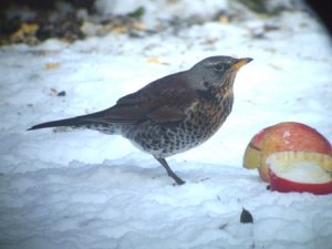 A welcome garden visitor