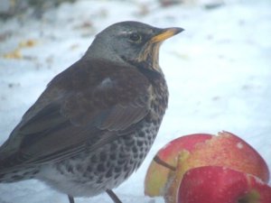 A welcome winter visitor