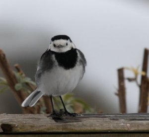 Pied Wagtail