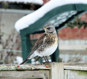 Fieldfare