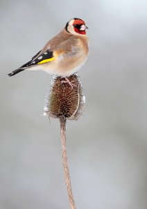 Goldfinch