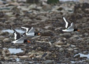 Oystercatcher