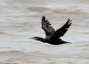 Cormorant