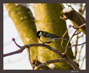 Great Tit