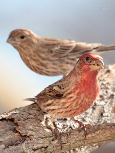 House Finches