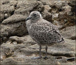 Young Black Backed Gull.
