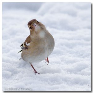 'Please Feed Me'  its cold out here.