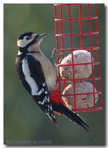 Great Spotted Woodpecker