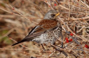 Fieldfare