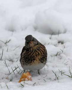 Fieldfare