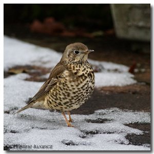 Mistle Thrush