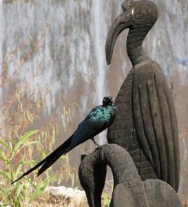 Long tailed glossy starling - and friend. Tendaba Gambia