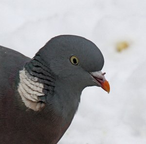 Woodpigeon