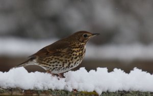 Song Thrush