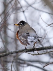 American Robin