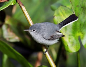 Blue-gray Gnatcatcher