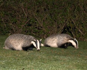 Nocturnal visitors