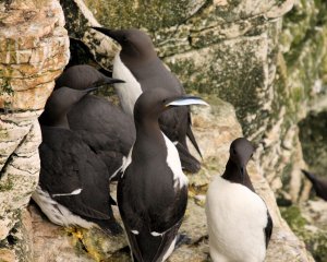 Group of Guillemots