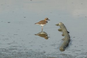 Collared Plover