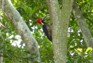 Crimson-crested Woodpecker