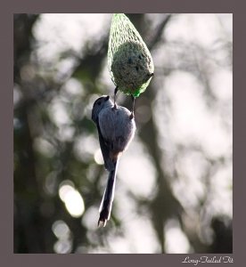 Long-Tailed Tit