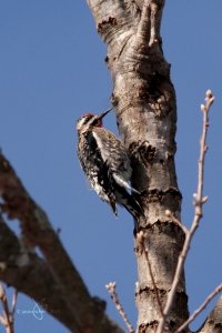 Yellow-bellied Sapsucker